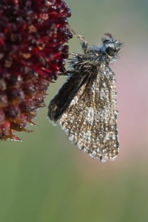 Dark Brown Fritillary