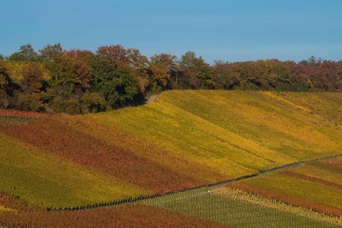 Autumn-coloured vineyards