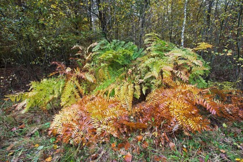 Royal fern