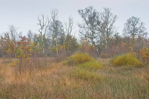 Moorland