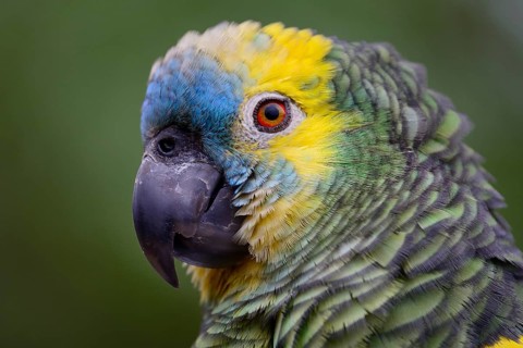Blue-fronted amazon