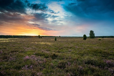 Flowering heath and birch trees