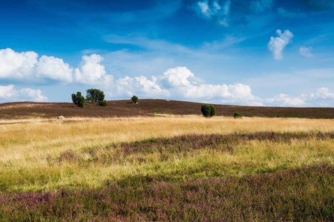 Flowering heath and juniper