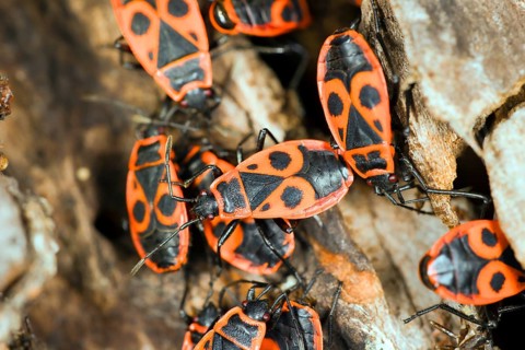 Fire bugs