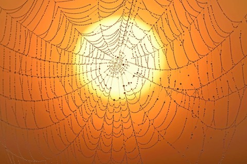 Spider's web with morning dew