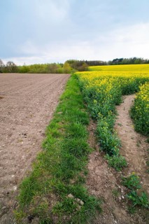 Rape field