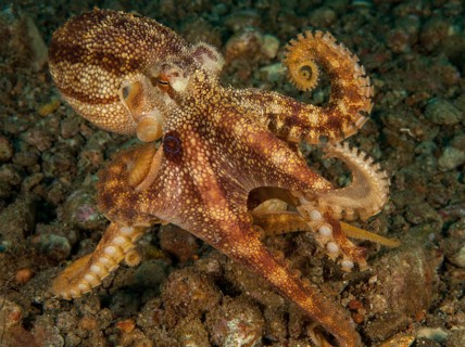 Highly venomous ocellatus octopus