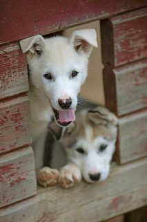 Siberian huskies