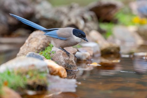 Azure-winged magpie
