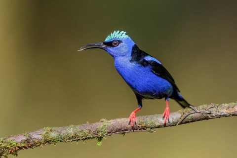 Turquoise Honeycreeper or Red-footed Honeycreeper