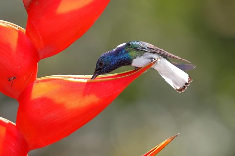 White necked jacobin
