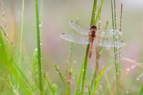 Ruddy Darter