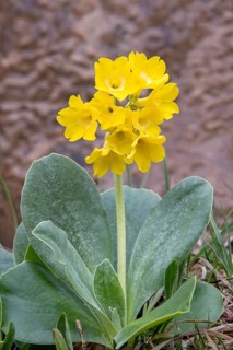 Auricula
