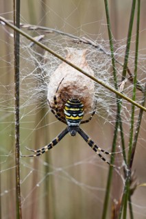 Wasp spider