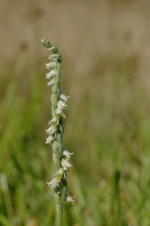 Autumn lady's-tresses