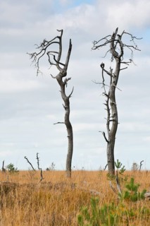 Dead scots pine