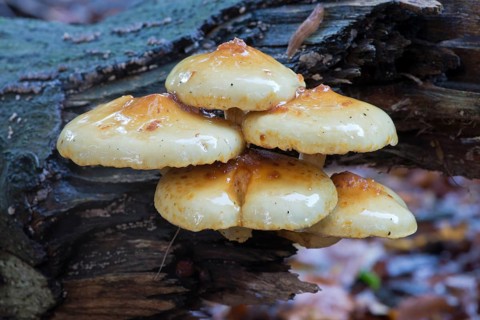 Golden scalycap