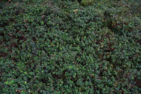 Lingonberry