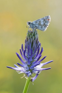 Dark Brown Fritillary