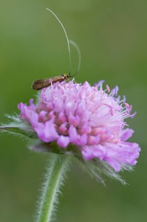 Fairy longhorn moth