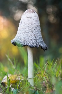 Shaggy ink cap