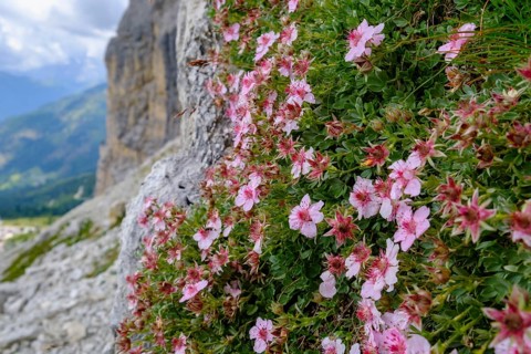Dolomite cinquefoil