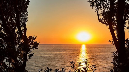 Sunset behind trees by the sea