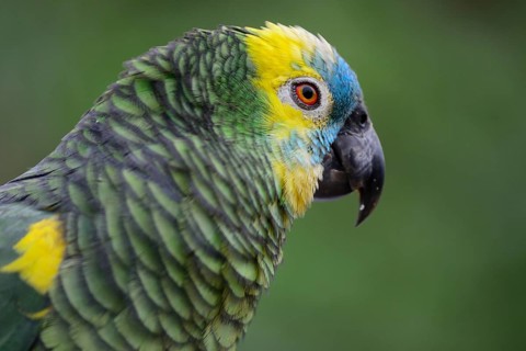 Blue-fronted amazon
