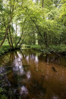 Small river in the forest