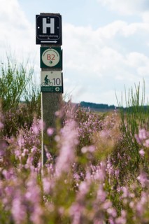 Blooming heath and hiking trail sign