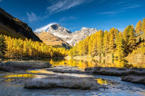 Autumn larch forest at Lake Palpuogna in front of a mountain panorama