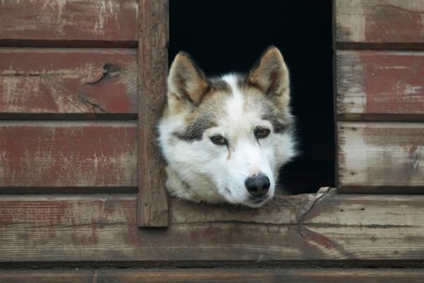 Siberian Husky Looking Out of a Dog House Lapland Finland