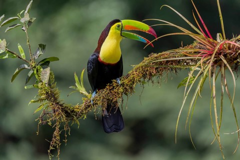 Fishing toucan also called Keel billed Toucan