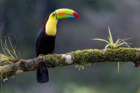 Fishing toucan also called Keel billed Toucan