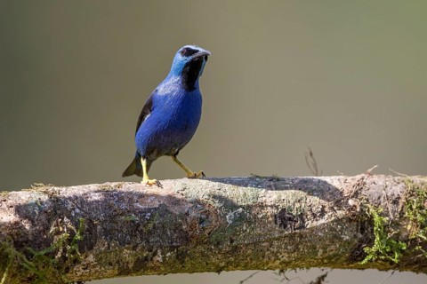 Shining honeycreeper