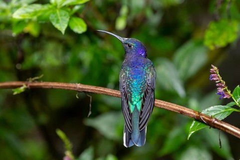 Violet Sabrewing