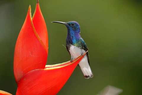 White necked jacobin