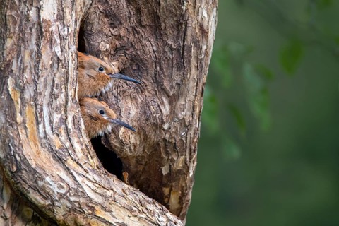Hoopoe