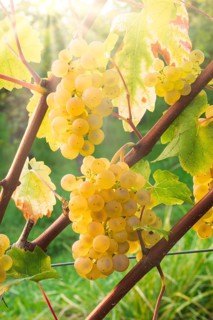 Grapes