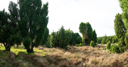 Common juniper