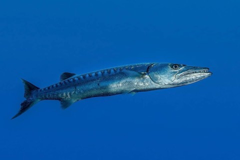 Single great barracuda