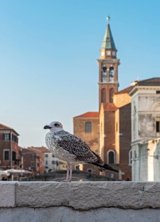 Juvenile yellow-legged gull