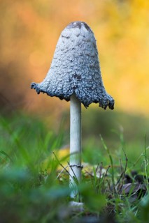 Shaggy ink cap