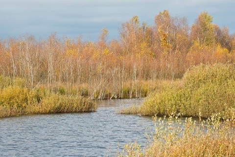 Autumn moorland