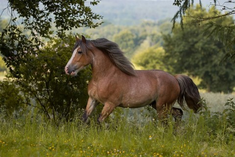 Young cold-blooded mix gelding at a trot in the meadow