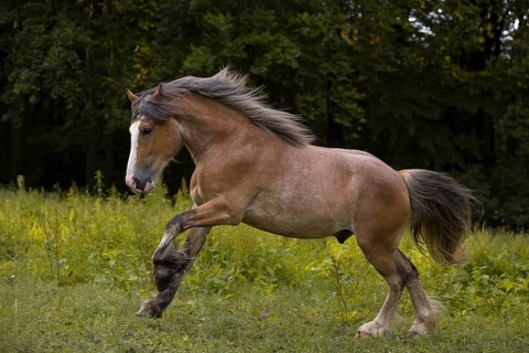 Young cold-blooded mix gelding galloping in the meadow