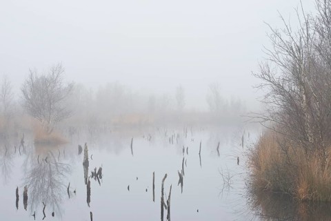 Fog in the Moor