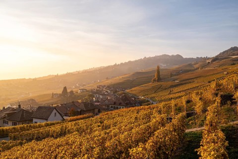 Vineyards in autumn near Epesses
