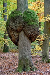 Oak