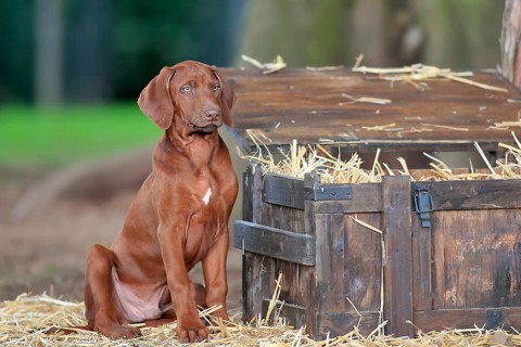 Rhodesian ridgeback domestic dog